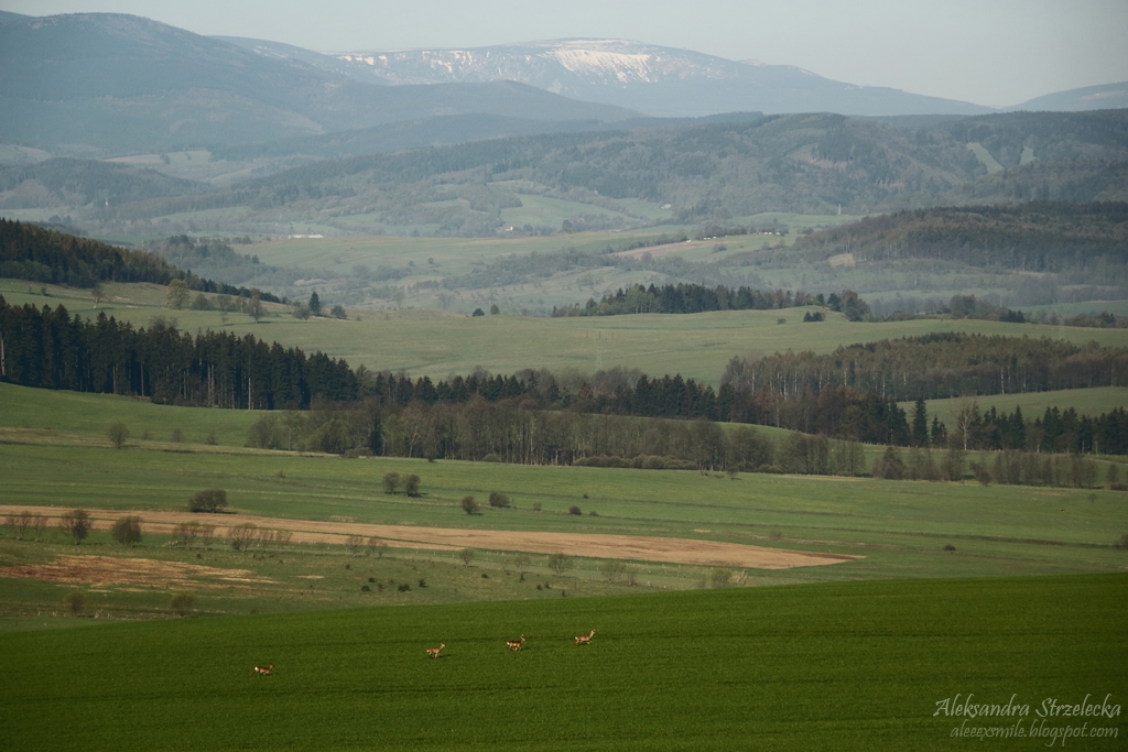 06.05.2016 Wałbrzych Lot balonem. fot. Aleksandra Strzelecka