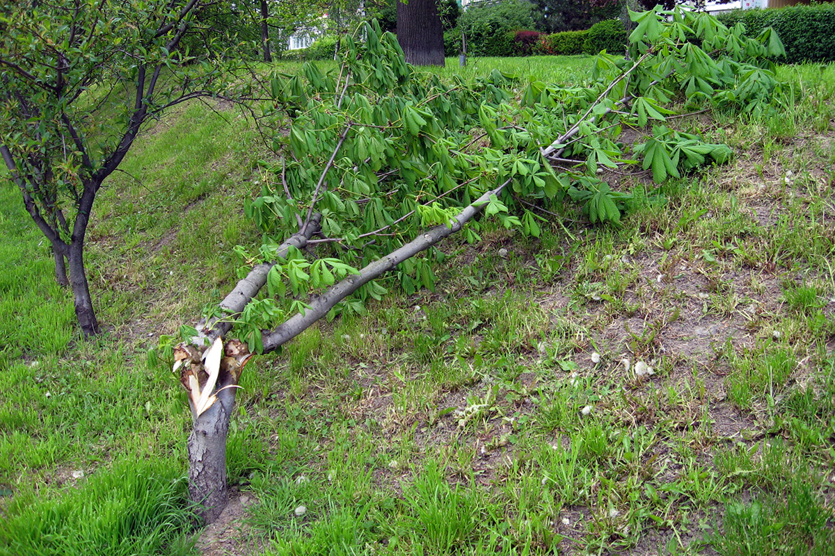 16.05.2016 Wałbrzych, Nielegalnie okaleczone, połamane i wycięte drzewa na Podzamczu. Fot. użyczona 