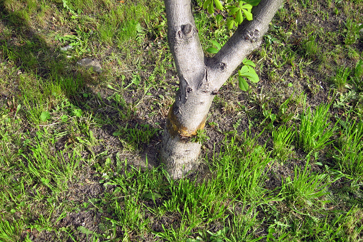 16.05.2016 Wałbrzych, Nielegalnie okaleczone, połamane i wycięte drzewa na Podzamczu. Fot. użyczona 