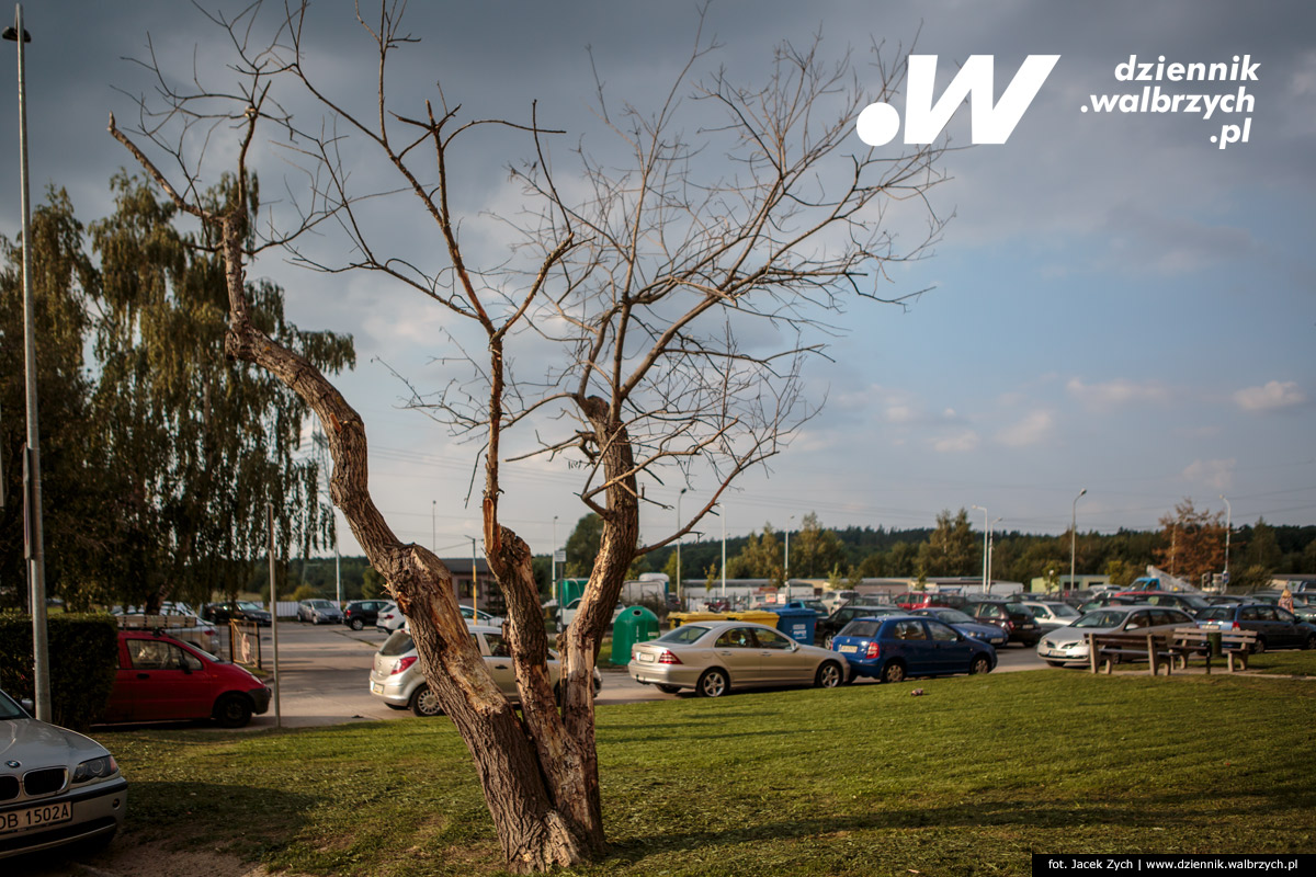 09.09.2016 Spróchniałe drzewo na ulicy Blankowej. fot. Jacek Zych / Dziennik Wałbrzych