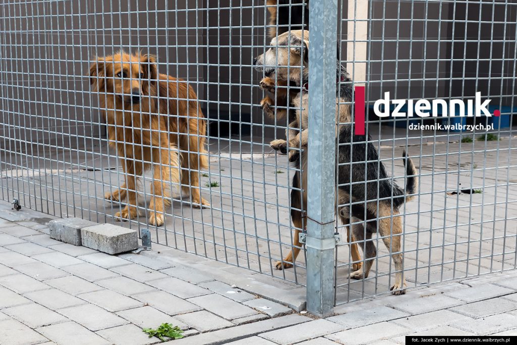 Piotrków Trybunalski Schronisko Dla Zwierząt Archiwa: schronisko dla zwierząt - Dziennik Wałbrzych
