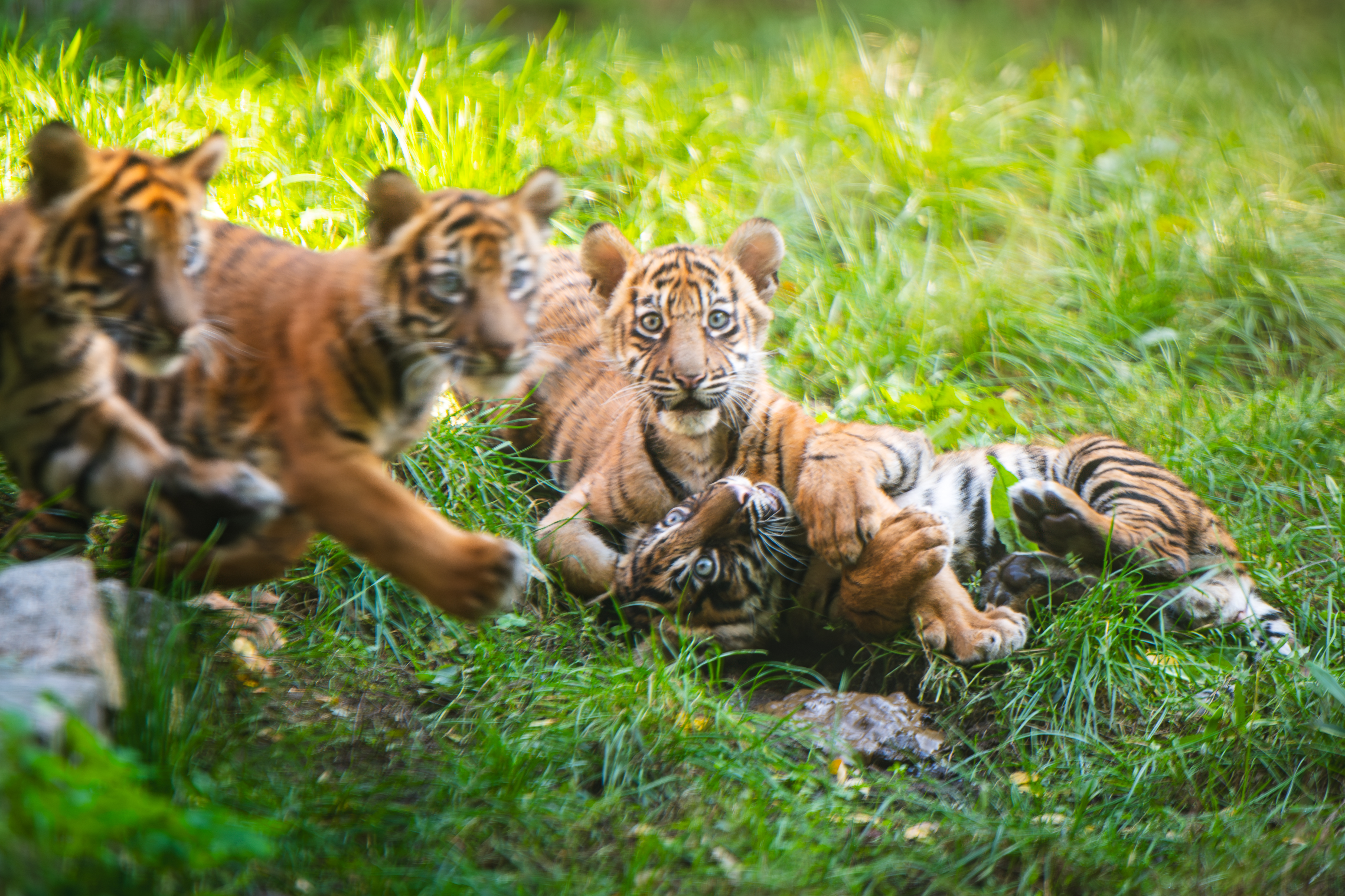 Sensacyjne narodziny we wrocławskim zoo! Na świat przyszły cztery tygrysy sumatrzańskie