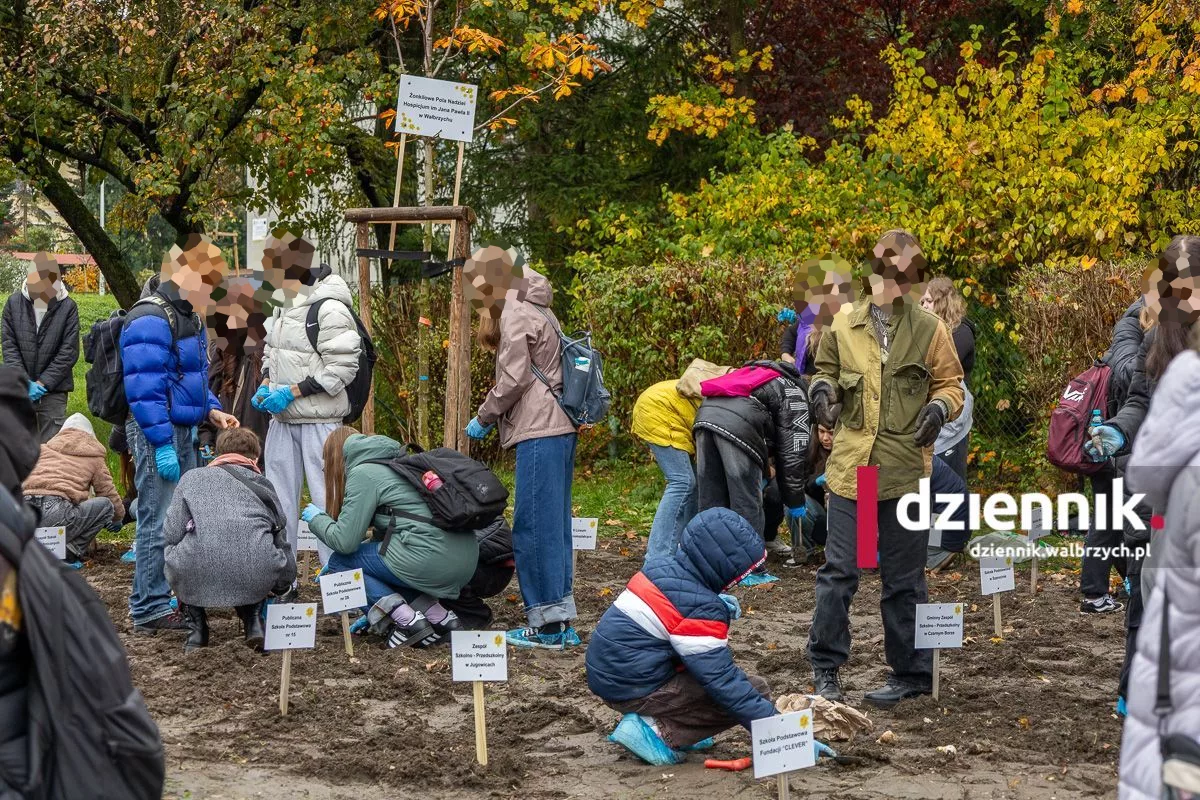 Pola Nadziei w Wałbrzychu. Żonkile posadziła młodzież