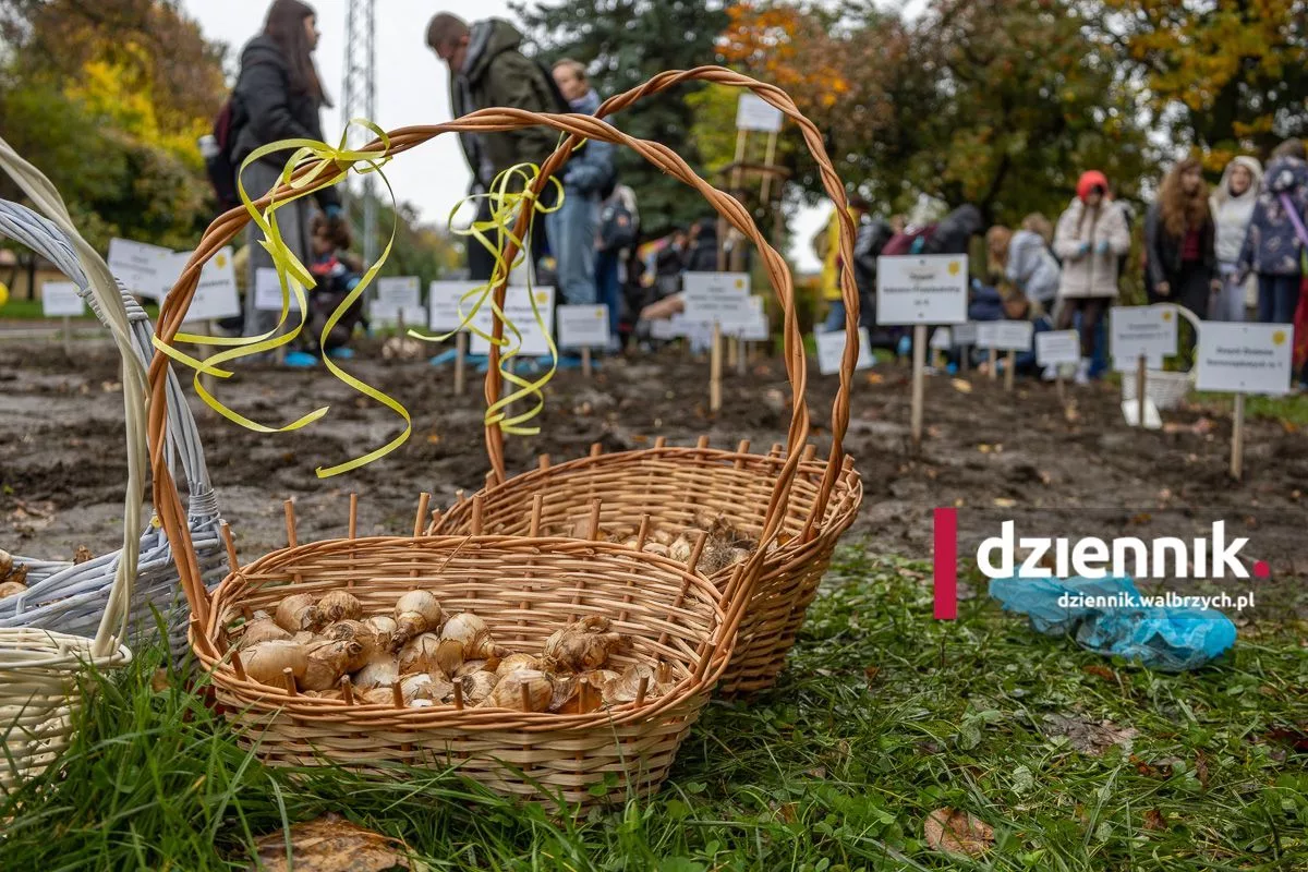Pola Nadziei w Wałbrzychu. Żonkile posadziła młodzież