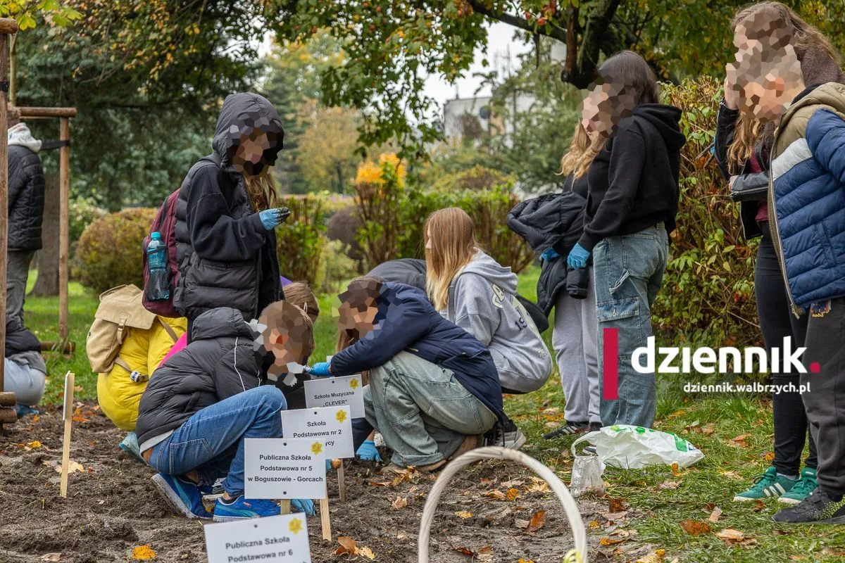 Pola Nadziei w Wałbrzychu. Żonkile posadziła młodzież