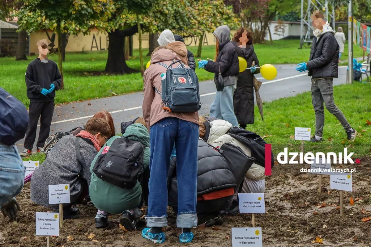 Pola Nadziei w Wałbrzychu. Żonkile posadziła młodzież