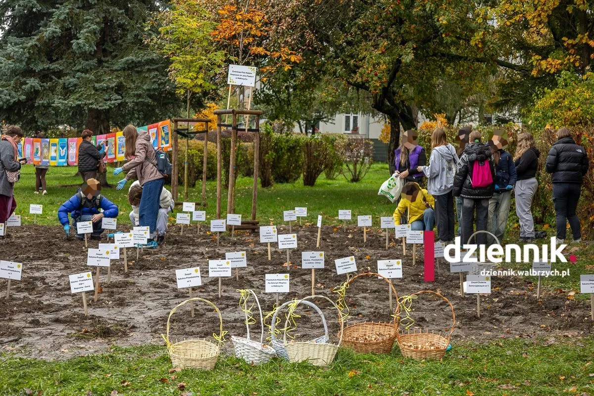 Pola Nadziei w Wałbrzychu. Żonkile posadziła młodzież